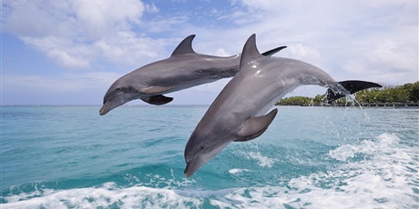 Grupa II Delfinki