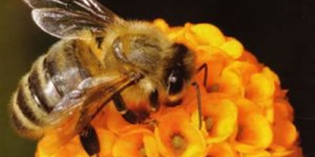 Grupa III Pszczółki